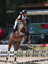 Cavallo Italiano castrone 2009