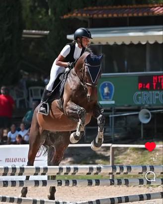 Cavallo Italiano castrone 2009