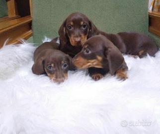 Bassotto nano cioccolato