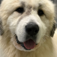 Cane da montagna dei pirenei