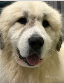 Cane da montagna dei pirenei