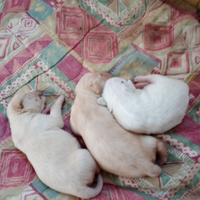 Disponibili 2 cuccioli labrador