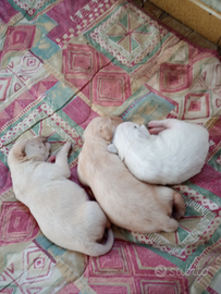 Disponibili 2 cuccioli labrador