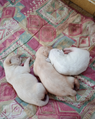 Disponibili 2 cuccioli labrador