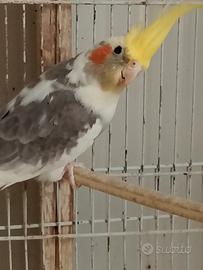 C.e.d.o calopsite 2025