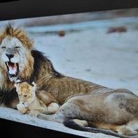 Proiettore 2K Everycom E700 Pro 2560x1440p