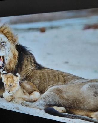 Proiettore 2K Everycom E700 Pro 2560x1440p