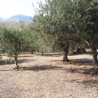 Terreno mq 5330 Prezzo trattabile