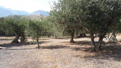 Terreno mq 5330 Prezzo trattabile