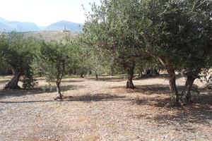 Terreno mq 5330 Prezzo trattabile