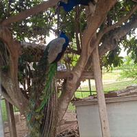 Coppia di Pavoni Blu Comune - 5 anni