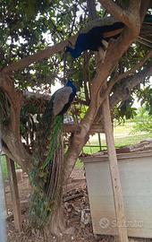 Coppia di Pavoni Blu Comune - 5 anni