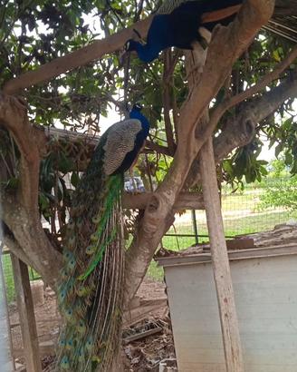 Coppia di Pavoni Blu Comune - 5 anni