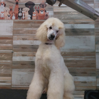 Barbone Grande mole bianco pedigree ENCI