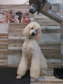 Barbone Grande mole bianco pedigree ENCI