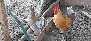 Coppia maschio femmina di simil serama