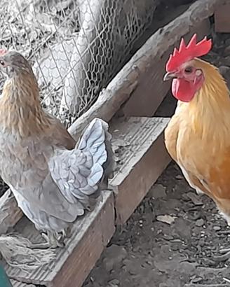 Coppia maschio femmina di simil serama