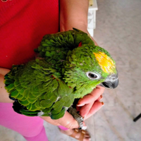 Pappagallo amazzone fronte gialla pullo
