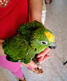 Pappagallo amazzone fronte gialla pullo