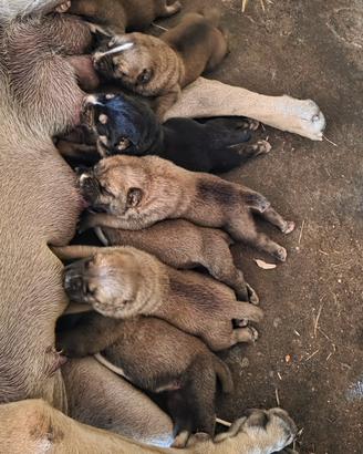 Cuccioli di pastore asia centrale alabai
