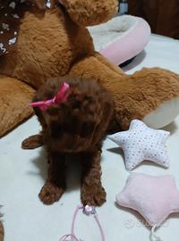Piccole zampette