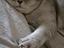 Immagine 1