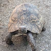 Tartarughe e rettili