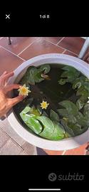 Piante acquatiche laghetto