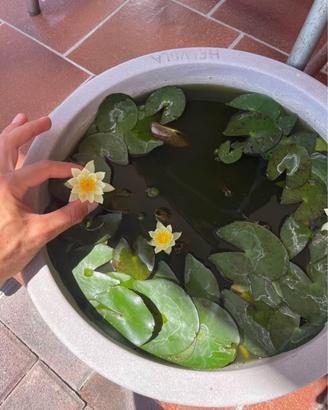 Piante acquatiche laghetto