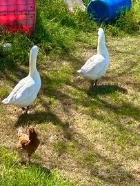 Varie galline oche