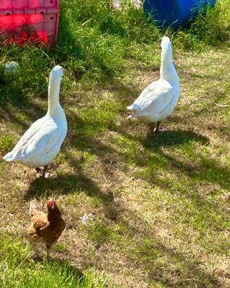 Varie galline oche