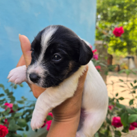 Splendidi cuccioli di Jack Russell pelo ruvido