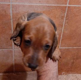 Maschietto Bassotto nano fulvo