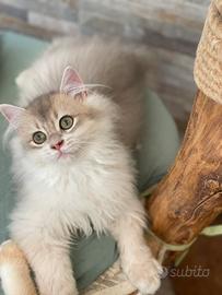 British longhair