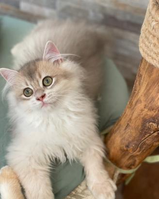 British longhair