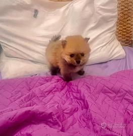 Cuccioli Pomerania
