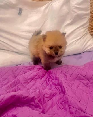 Cuccioli Pomerania