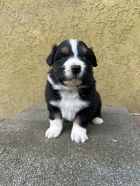 Cucciolo Pastore Australiano Maschietto