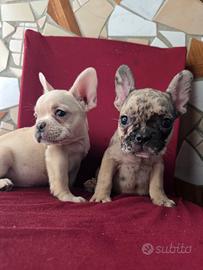 Bulldog francese