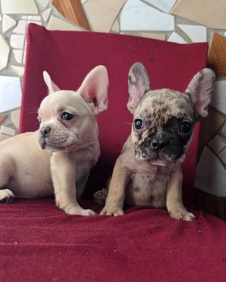 Bulldog francese