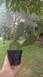 Opuntia Microdasys Rufida