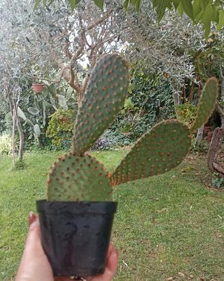 Opuntia Microdasys Rufida