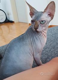 gatta sphynx di 4 anni 