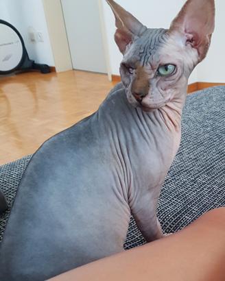 gatta sphynx di 4 anni 