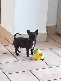 Cucciolo Chihuahua Toy
