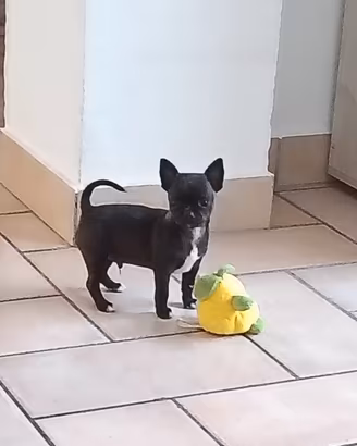 Cucciolo Chihuahua Toy