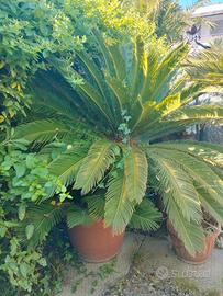 2 cycas