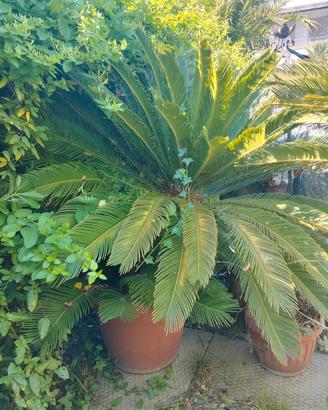 2 cycas
