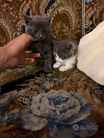 Gattini Certosino per Bengala