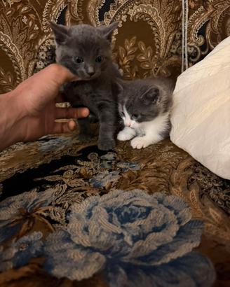 Gattini Certosino per Bengala